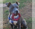 Small American Pit Bull Terrier-American Staffordshire Terrier Mix