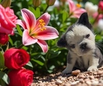Small #1 French Bulldog