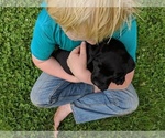 Small Photo #5 Labrador Retriever Puppy For Sale in ALLEGHENYVILLE, PA, USA