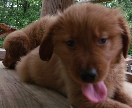 Medium Photo #1 Golden Retriever Puppy For Sale in BLAIRSVILLE, GA, USA