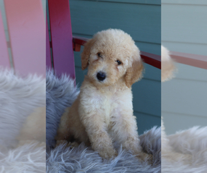 Goldendoodle (Miniature) Puppy for sale in ITASCA, TX, USA