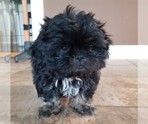 Medium Shih Tzu