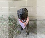 Small #7 American Pit Bull Terrier Mix