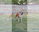 Small Photo #8 American Bulldog Puppy For Sale in EL PASO, TX, USA
