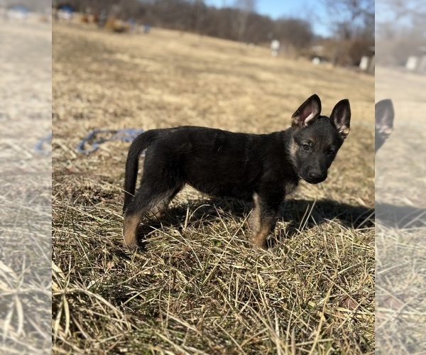 Medium Photo #17 German Shepherd Dog Puppy For Sale in SUMPTER TWP, MI, USA