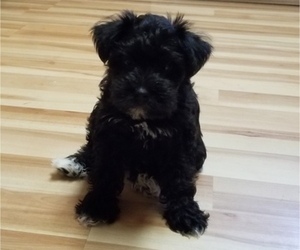 Schnauzer (Miniature) Puppy for sale in HOLDEN, MO, USA