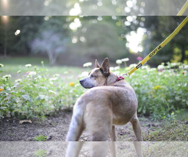 Medium Photo #8 Mutt Puppy For Sale in Garden City, NY, USA