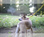 Small #7 Mutt