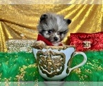 Small Photo #42 Pomeranian Puppy For Sale in HAYWARD, CA, USA