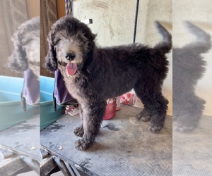 Labradoodle-Poodle (Standard) Mix Puppy for sale in CRAIG, NE, USA