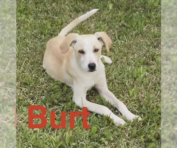 Medium Photo #1 Labrador Retriever-Unknown Mix Puppy For Sale in Sheboygan, WI, USA