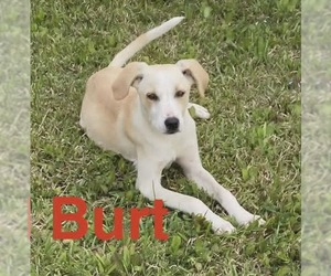 Labrador Retriever-Unknown Mix Dogs for adoption in Sheboygan, WI, USA