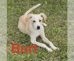 Small Labrador Retriever Mix