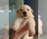 Litter of 6 - Male(s) and Female(s) German Shepherd DogLitter of Puppies for Sale - Photo #5