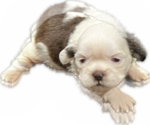 Puppy 2 Shih Tzu
