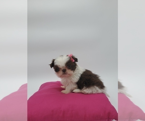 Medium Photo #1 Shih Tzu Puppy For Sale in GOSHEN, IN, USA