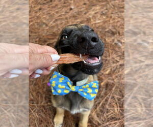 German Shepherd Dog-Unknown Mix Dogs for adoption in Imlay City, MI, USA