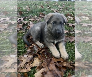 German Shepherd Dog Puppy for sale in BROOKFIELD, IL, USA
