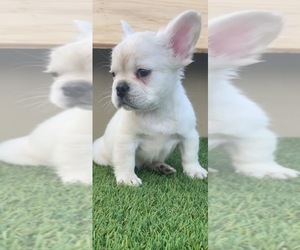 French Bulldog Puppy for sale in DENVER, CO, USA