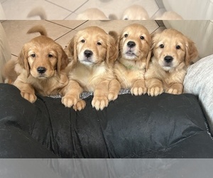 Golden Retriever Puppy for sale in FONTANA, CA, USA