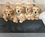 Small Golden Retriever