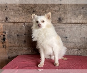 Pomeranian Puppy for sale in VERMONTVILLE, MI, USA