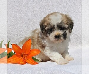 Zuchon Puppy for sale in GAP, PA, USA