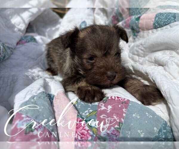 Medium Photo #8 Schnauzer (Miniature) Puppy For Sale in NIANGUA, MO, USA