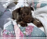 Small Photo #8 Schnauzer (Miniature) Puppy For Sale in NIANGUA, MO, USA