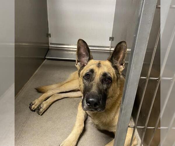 Medium Photo #1 German Shepherd Dog Puppy For Sale in Modesto, CA, USA