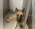 Small German Shepherd Dog