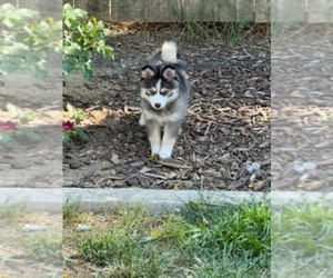 Pomsky Puppy for Sale in PATTERSON, California USA