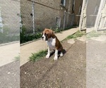 Small Photo #5 Boxer Puppy For Sale in CHICAGO, IL, USA
