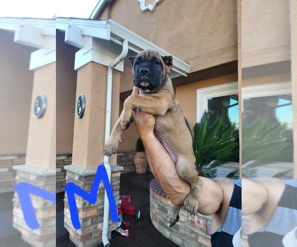 Medium Photo #1 Cane Corso Puppy For Sale in SAN JOSE, CA, USA