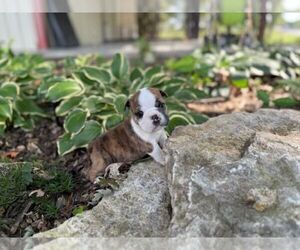 English Bulldog Puppy for sale in OOLOGAH, OK, USA