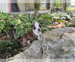 Image preview for Ad Listing. Nickname: Leia