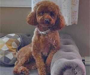 Mother of the Poodle (Miniature) puppies born on 05/28/2025
