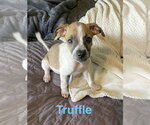 Small Chihuahua Mix