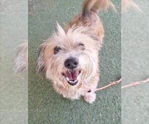 Shih-Poo Dogs for adoption in Woodland, CA, USA