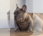 Small #12 French Bulldog