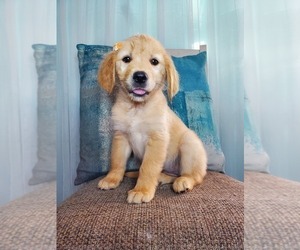 Golden Retriever Puppy for sale in GOSHEN, IN, USA