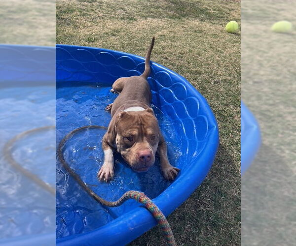 Medium Photo #3 American Staffordshire Terrier-Unknown Mix Puppy For Sale in phoenix, AZ, USA