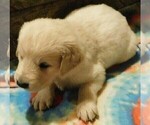 Small Photo #25 Golden Retriever Puppy For Sale in IDAHO SPRINGS, CO, USA