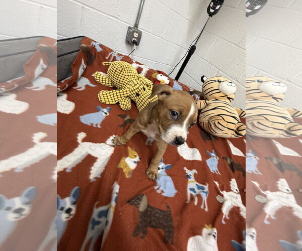 Medium Photo #2 Boxador Puppy For Sale in York, SC, USA