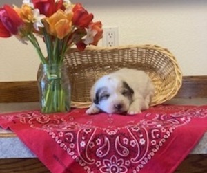 Great Pyrenees Puppy for sale in BONNERS FERRY, ID, USA