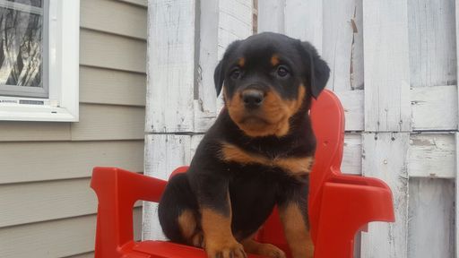 Medium Photo #1 Rottweiler Puppy For Sale in LEBANON, PA, USA