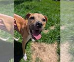 Small #30 Black Mouth Cur Mix
