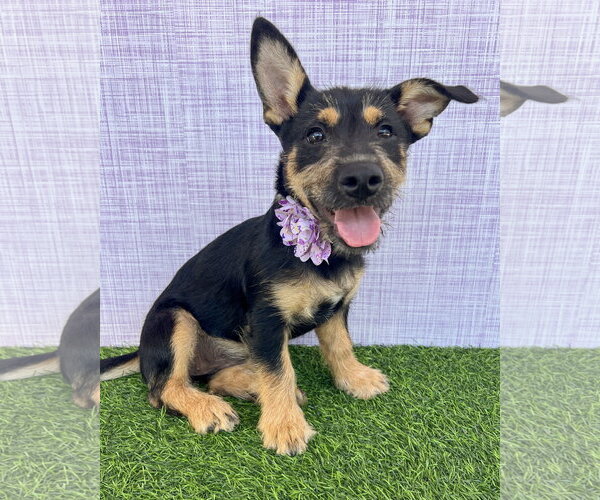 Medium Photo #1 Mutt Puppy For Sale in Corona, CA, USA