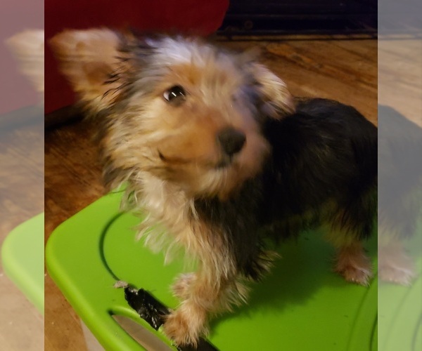 Medium Photo #5 Yoranian-Yorkshire Terrier Mix Puppy For Sale in HUDDLESTON, VA, USA