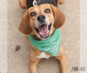 Mr. Parker - Male Mutt Dog for Adoption - Photo #6